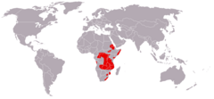 Distribuição geográfica (nota: inclui a distribuição de Cercopithecus albogularis, Cercopithecus doggetti e Cercopithecus kandti)