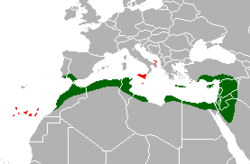 Distribución de Chamaeleo chamaeleon.