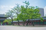 Changdeokgung Heohwanamugun Trees (창덕궁 회화나무군) - 11.jpg