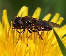 Cheilosia fraterna (femelle)