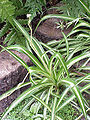 Chlorophytum comosum (Spider Plant)