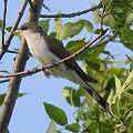 Yellow-billed Cuckoo