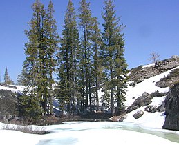 High elevation conifers, Sierra Nevada, California, USA / credit: Marshman