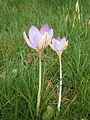 Crocus imperati 'De Jager'