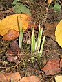 Crocus ligusticus buds.jpg