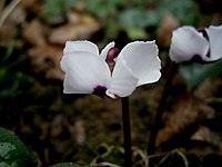 met witte bloemen (C. coum f. pallidum)