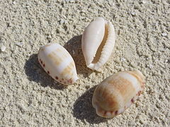 Trois coquilles d'Erronea caurica échouées sur la plage.