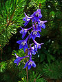 Delphinium elatum, spontaneo solo sulle Alpi Occidentali, ma anche piantato per ornamento