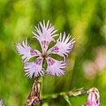 06-Dianthus hyssopifolius?