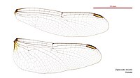 Female wings