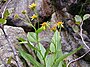 Doronicum corsicum