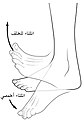 - السهم الذي يشير لأعلى يُبين اتجاه حركة قدم في حالة انثناء ظهراني (أو ثني خلفي) (dorsiflexion). - السهم الذي يشير لأسفل يُبين اتجاه حركة قدم في حالة ثني اخمصي (plantar flexion).
