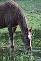 Image 7A horse drinking near Downpatrick