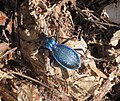 Carabus intricatus