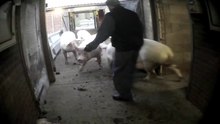 Файл: Изложена източноанглийска свиня Co. - Тайно разследване на равенството на животните.webm