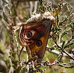 Saturnia pavonia – seitlich