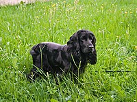 A black coloured english cocker spaniel