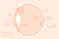 Eyesection.gif