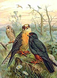 红脚隼(Falco vespertinus)