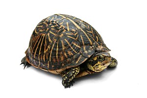 Photo of a Florida Box Turtle (Terrapene carol...
