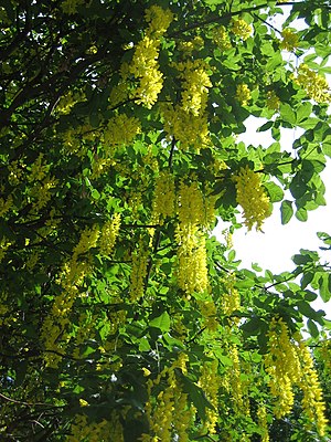 Flowers of a Laburnum tree (L. × watereri or L...