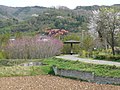 花見山公園(07/6/3)