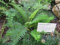 Polystichum proliferum（イノデ属）