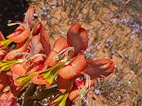 Gladiolus alatus, Νότια Αφρική