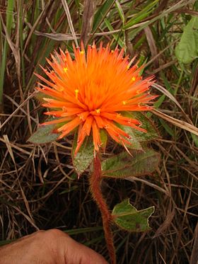 Gomphrena arborescens