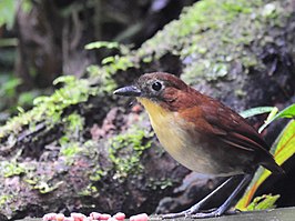 Geelborstmierpitta