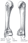 Third metacarpal bone (left)