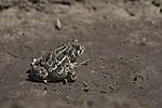 Great Plains toad (Anaxyrus cognatus)
