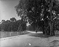 Horse and cart using Greenhill Road, 1915