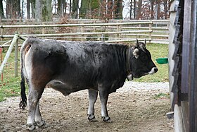 Vache grise rhétique