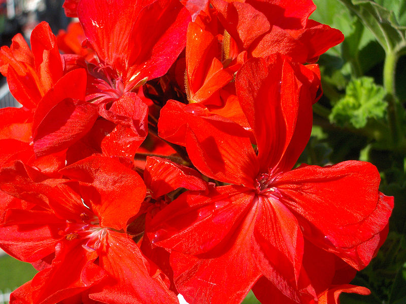 File:HD Pelargonium Graveolens 02.jpg