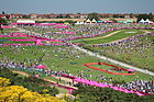 Место проведения Олимпиады-2012 по велоспорту Hadleigh Farm, W cross-country.jpg