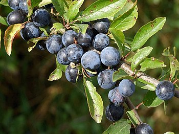 English: Hedgerow, Kirkstead Sloe berries.