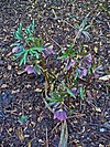 Helleborus purpurascens 001.JPG