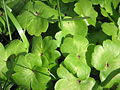 Anemone transsilvanica leaves