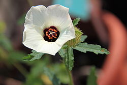 Hibiscus ludwigii 3. 
 JPG