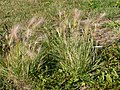 Hordeum jubatum