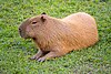 [Capybara