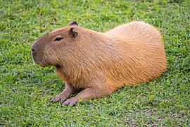 Capibara allongé au pelage roux
