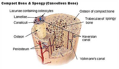 Cross-section of a long bone showing both spongy and compact osseous tissue