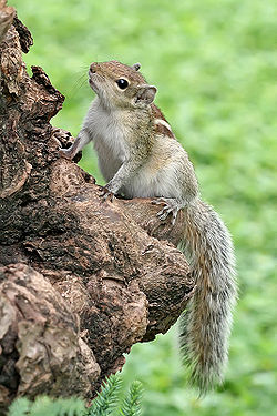 Энэтхэг хэрэм (Funambulus palmarum)