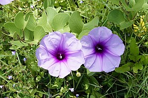 deux fleurs roses, vue de face montrant les étamines