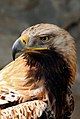 El águila imperial (Aquila heliaca) es un ave rapaz distribuida por Europa del este y gran parte de Asia, de donde emigra al sureste de Asia y África oriental en invierno. Existen pequeñas poblaciones aisladas en los Alpes austriacos e italianos y en la isla de Chipre. Por AngMoKio.
