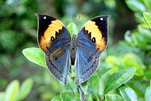 Kallima inachus at Gunma Insect World.jpg