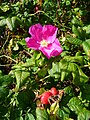 4215 Lillesand nyperose Rosa sp.