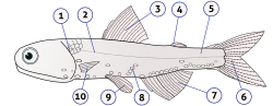 Diagram showing the external anatomy of a Hector's lanternfish, a type of bony fish